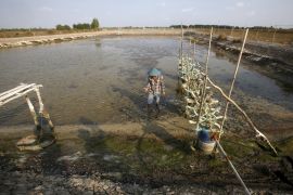 A farmer shows dead fish and dead shrimp on his drought shrimp farm in Mekong delta's Bac Lieu province, Vietnam