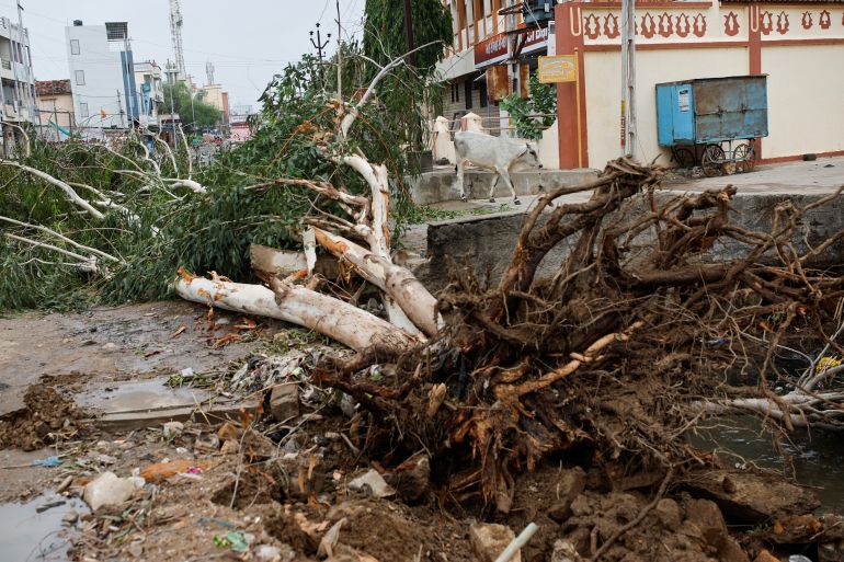 A tree uprooted due to strong winds is seen before the arrival of cyclone Biparjoy in the western state of Gujarat, India, June 15, 2023.