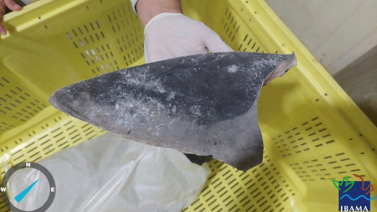 Brasil menyita pengiriman sirip hiu ilegal terbesar di dunia |  berita lingkungan