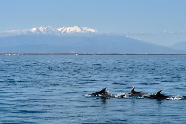 This picture shows dolphins off the coasts of Port-Leucate as the Pyrenees mountains appear in the background on March 3, 2022. - Dolphins, penguins, cranes flying over the blue water by the hundreds... The Thera i Luna boat of the NGO "Peuples de la Mer" leaves every week from Port-Leucate, in Aude, to meet with animals likely to have to coexist in the Mediterranean with dozens of giant wind turbines. (Photo by RAYMOND ROIG / AFP)