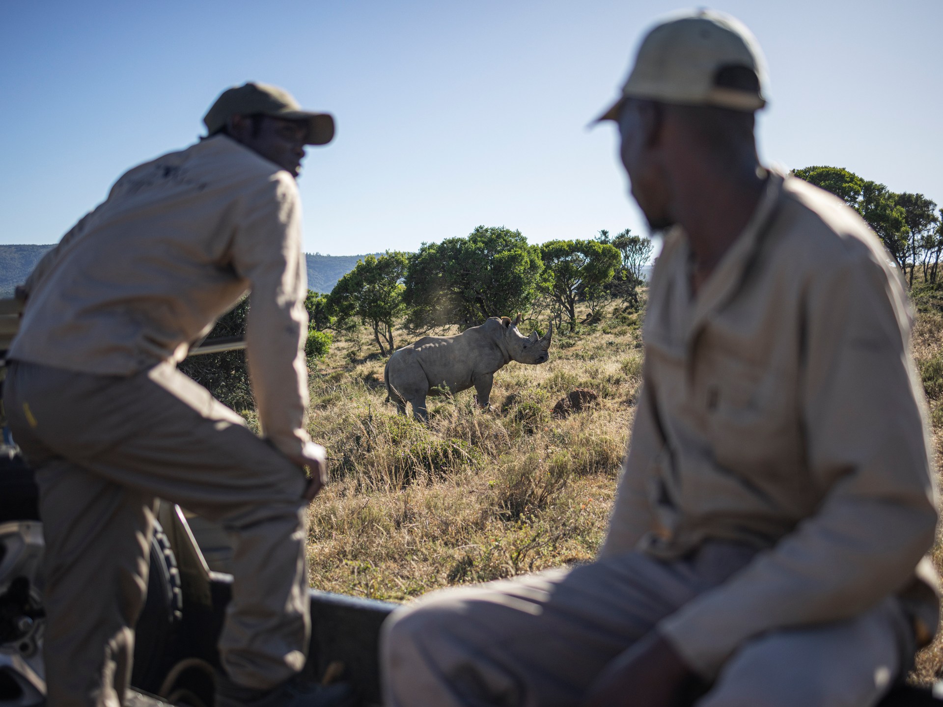 white-rhinos-reintroduced-to-dr-congo-national-park