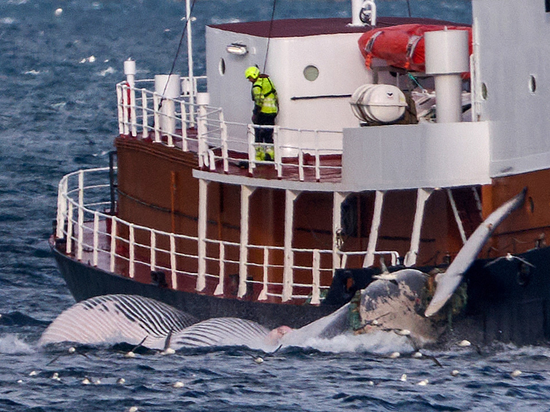 Islandia menangguhkan perburuan paus karena masalah hak asasi hewan |  Berita Margasatwa