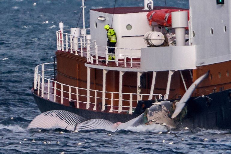 A ship off the coast of Reykjavik is seen transporting a 20-metre long fin whale off its hull