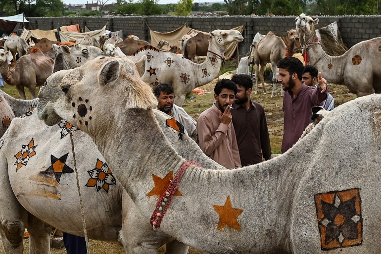 Pakistan Eid camels