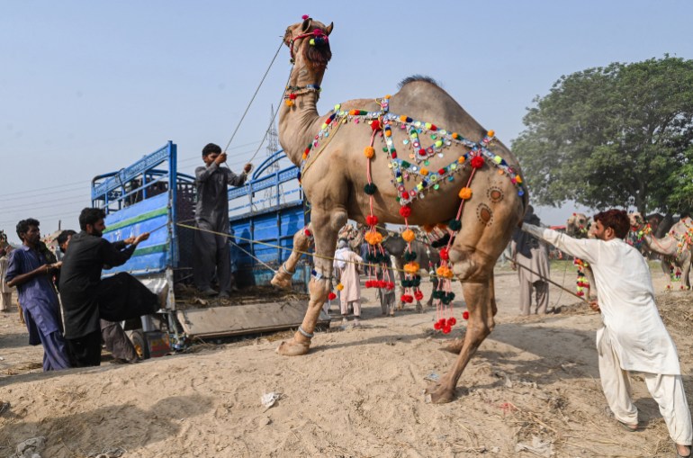 Pakistan Eid camels