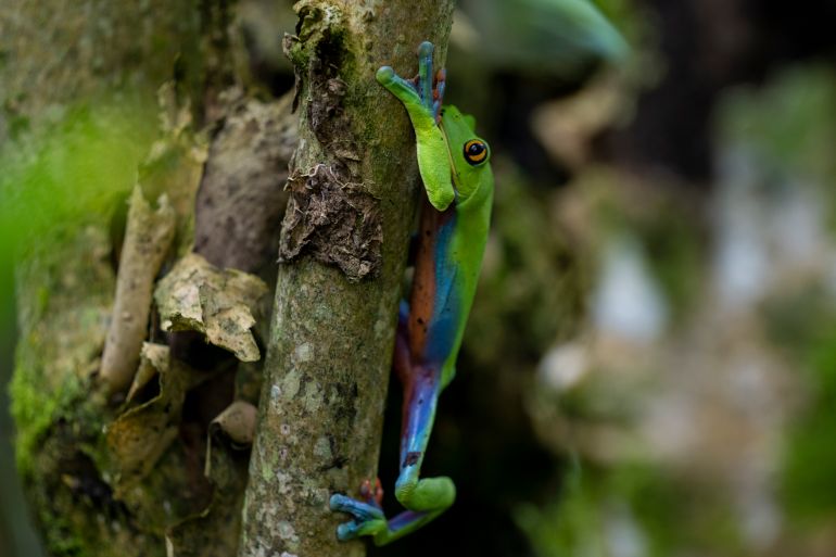 A frog named "rana azul" or "rana de cafetal" (Agalychnis annae) climbs a branch in a protected forest on the outskirts of San Jose, Costa Rica, Wednesday, Aug. 24, 2022. Costa Rica went from having one of the world's highest deforestation rates in the 1980s to a nation centered on ecotourism, luring world travelers with the possibility of moving between marine reserves and cloud forest in a single day. (AP Photo/Moises Castillo)