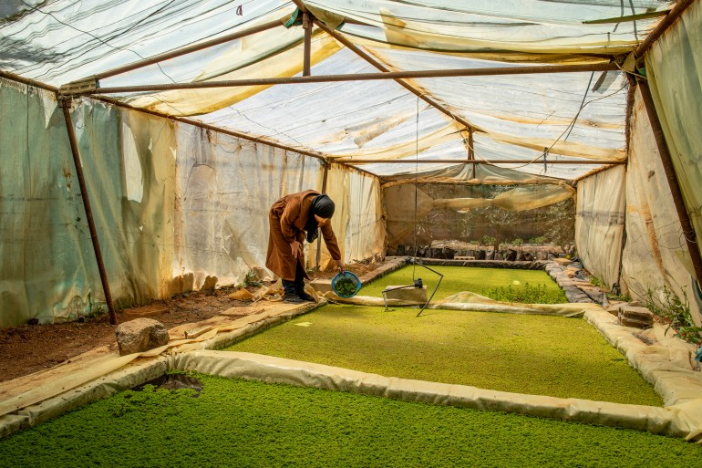 Nisreen Al-Eneze holding a basket of Azolla inside a greenhouse at a local community garden 