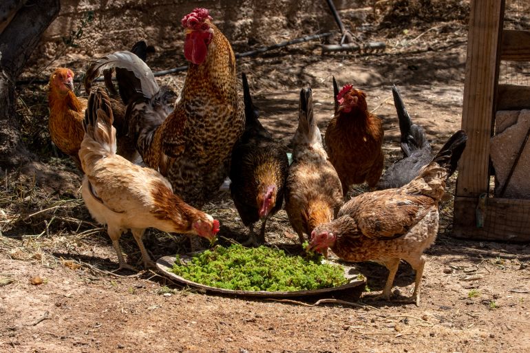 Chickens eating azolla that was grown at a local shared garden in the Umm Al-Quttayn village in Al-Mafraq 
