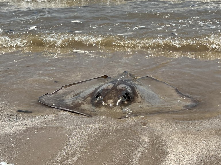 Officials in Texas' Brazoria and Quintana counties said thousands of fish have washed up dead on the beaches since Friday.