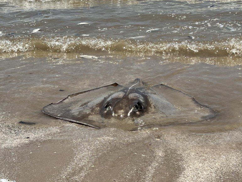 Ikan mati terdampar di Pantai Teluk Texas karena oksigen rendah |  Berita