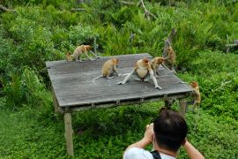 A group of proboscis monkeys on a platform in part of a plantation in Labuk Bay, Sabah. A tourist is taking their photo.