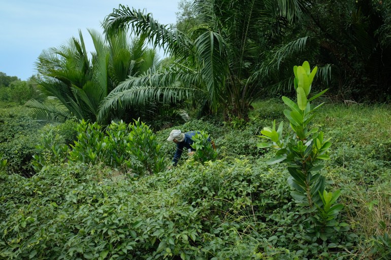 A worker amid newly planted trees and undergrowth where forest is being replanted. 