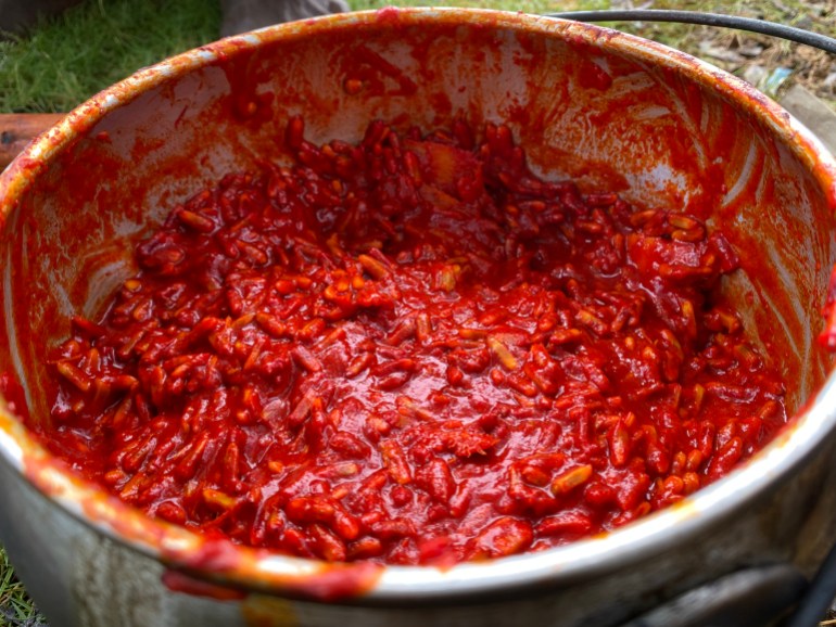 Buah merah (red fruit) cooking in a large pot. The fruit is scarlet.