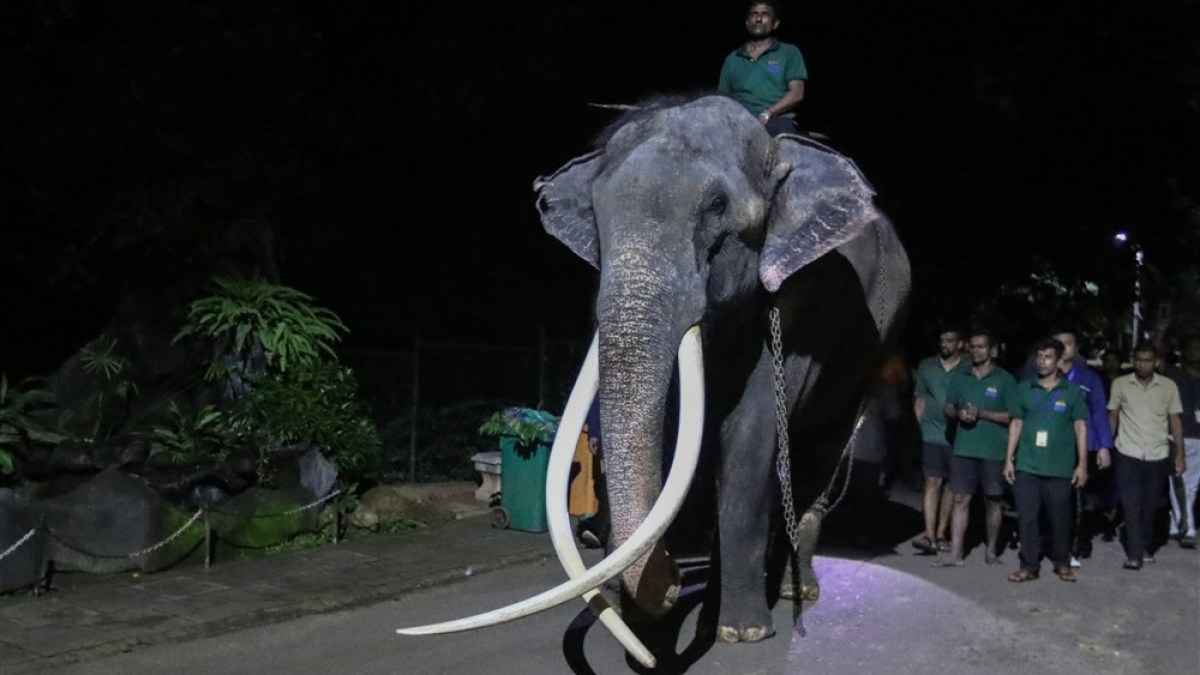 Gajah diduga dianiaya di Sri Lanka diterbangkan kembali ke Thailand |  Berita