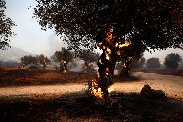 The fire burns olive groves at Lagonisi area, Greece, 17 July 2023. Firefighting forces are battling a blaze that broke out in the Kouvaras area in Attica, while a warning was sent via the emergency number 112 to evacuate several settlements in southeast Attica. A force of 55 firefighters and 20 fire engines, two units on foot and 31 Romanian firefighters with five water tankers have been deployed to put out the fire, assisted by six fire-fighting aircraft and four helicopters from the air. EPA-EFE/YANNIS KOLESIDIS