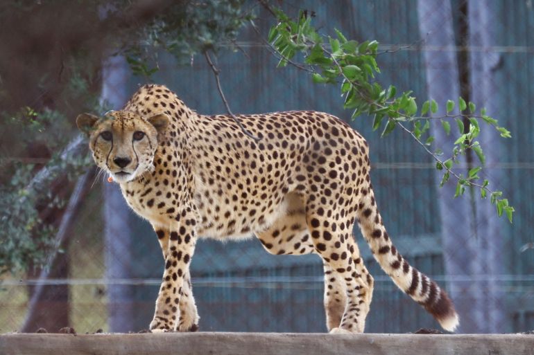 A cheetah looks on after being sedated, before being flown with eleven others from South Africa to India under an agreement between the two governments to introduce the African cats to the South Asian country over the next decade, at Rooiberg veterinary facility, Limpopo province, South Africa.