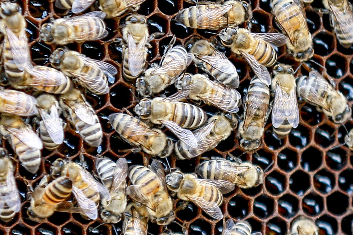 Bees gather on cells in a frame