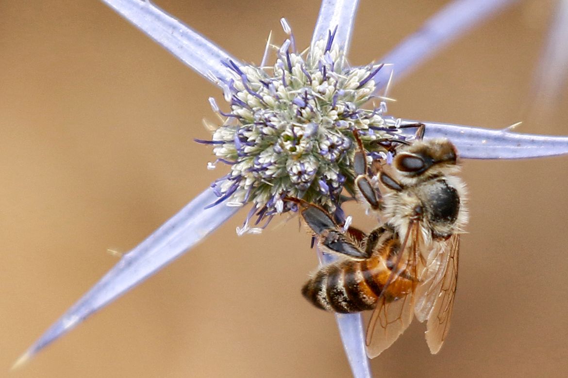 A worker bee gathers pollen