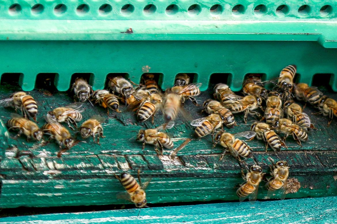 Worker bees are pictured outside a hive