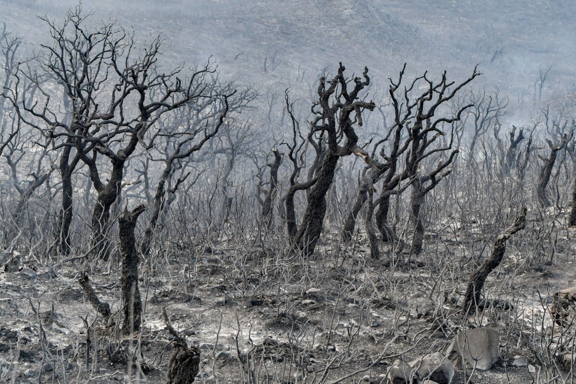 Burnt trees stand in the wake of a forest fire