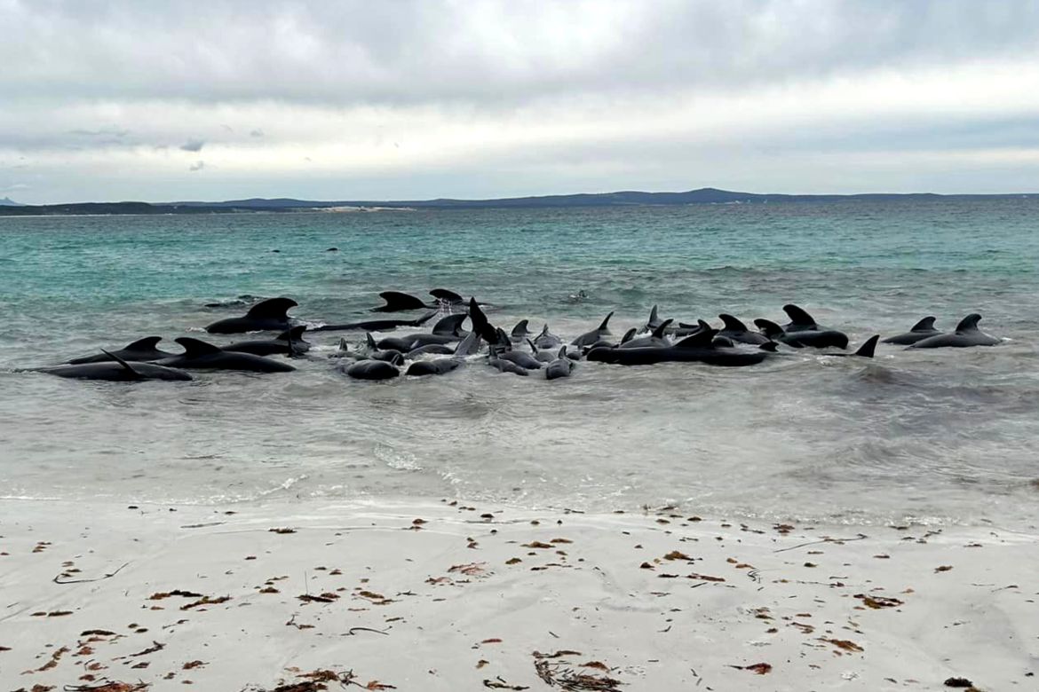 stranded whales Australia