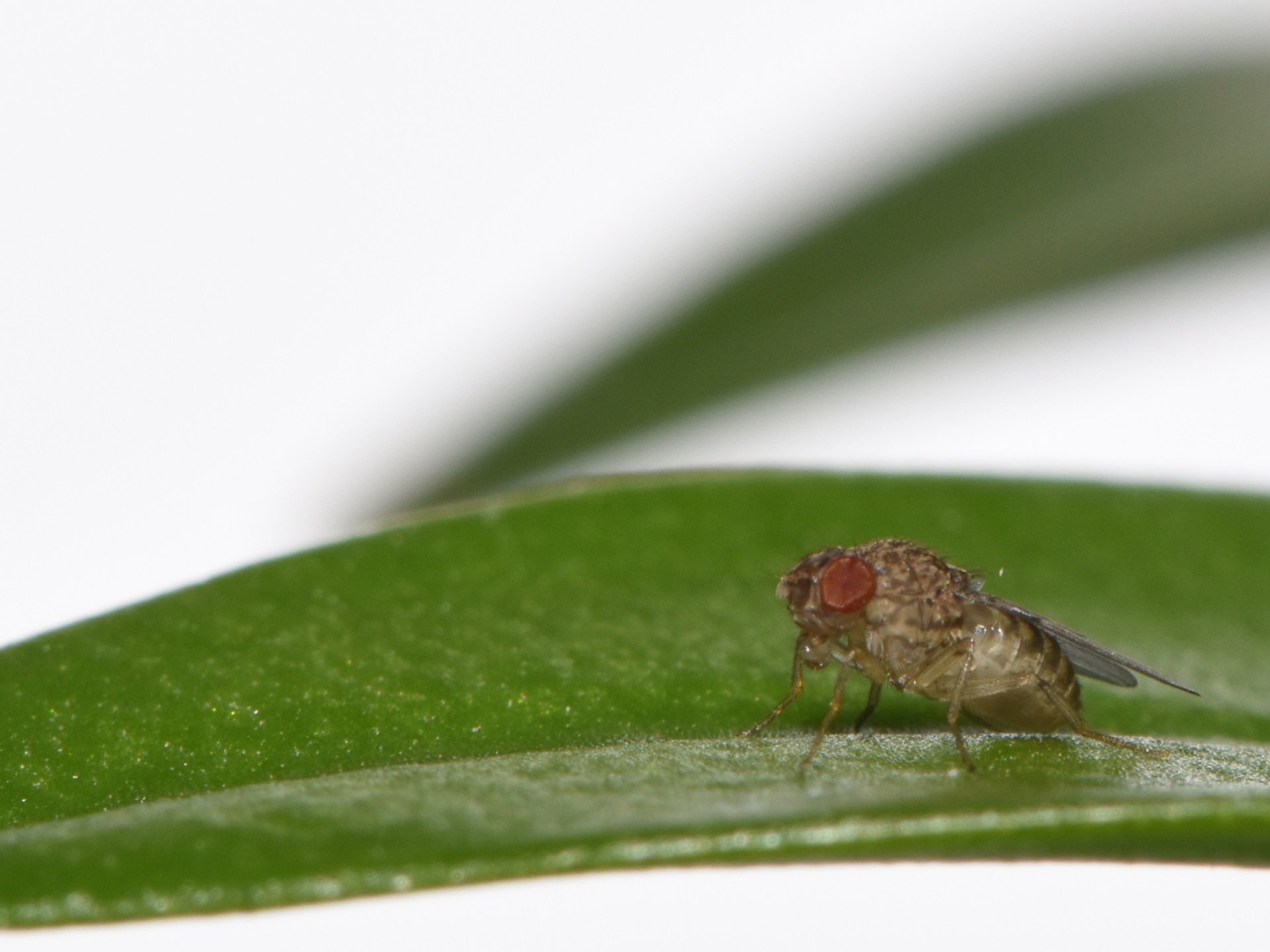 Pertama, para ilmuwan menginduksi ‘kelahiran perawan’ pada lalat buah betina |  Berita Sains dan Teknologi
