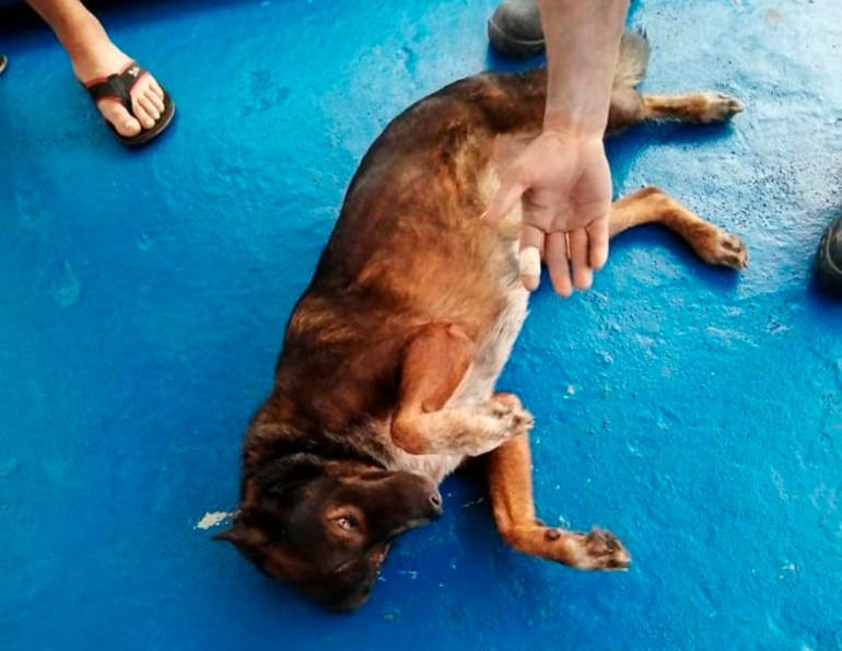 In this photo provided by Grupomar/Atun Tuny, Bella the dog belonging to Australian Tim Shaddock rolls on the deck after both were rescued by a Mexican tuna boat in international waters, after being adrift for three months. Haddock and Bella were aboard his incapacitated catamaran Aloha Toa some 1,200 miles from land when they were rescued. (Grupomar/Atun Tuny via AP)
