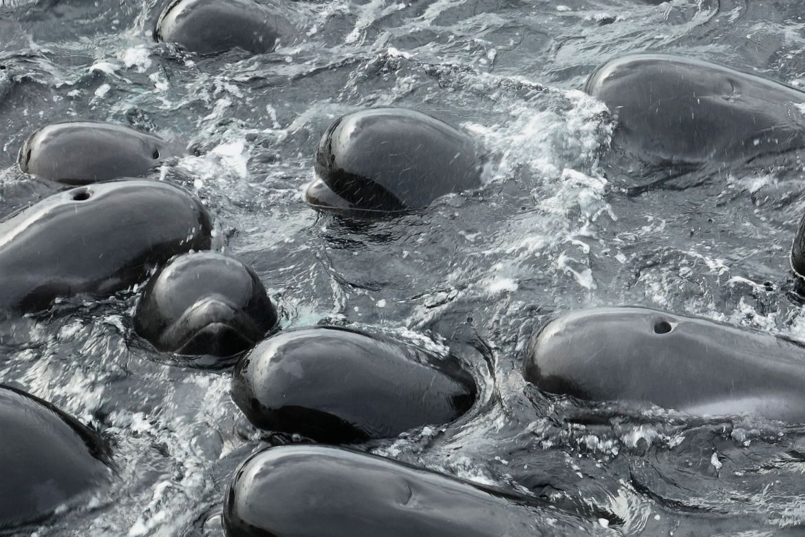 In this photo provided by the Department of Biodiversity, Conservation and Attractions, a pod of long-finned pilot whales gather closely near Cheynes Beach east of Albany, Australia, July 25, 2023, before stranding