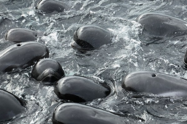 Повече от 50 пилотни кита умират след масово изхвърляне на брега в Австралия