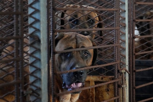Южнокорейските производители на кучешко месо са изправени пред нарастващ натиск за забрана на промишлеността