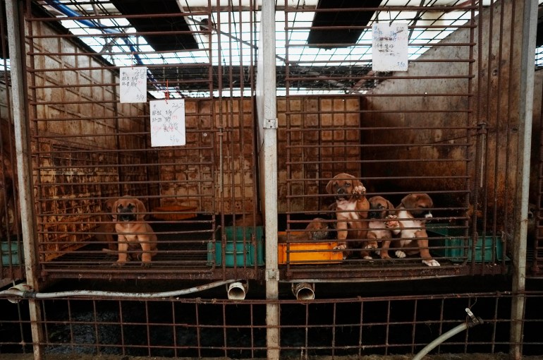 Peternak daging anjing Korea Selatan menghadapi tekanan yang meningkat untuk melarang industri |  Berita Pangan