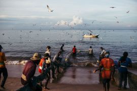 A traditional, fully beach seine group in Kalpitiya hauls in a large school of anchovies