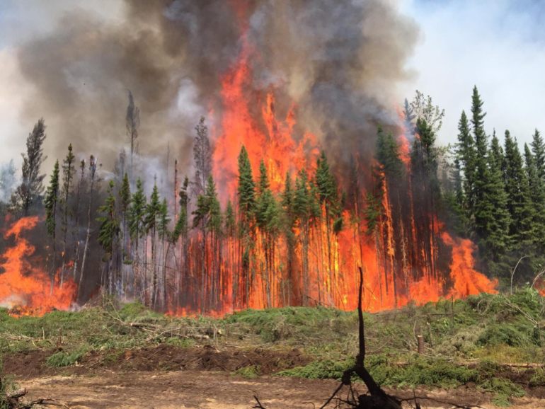 A group of trees are consumed by a wall of orange flames
