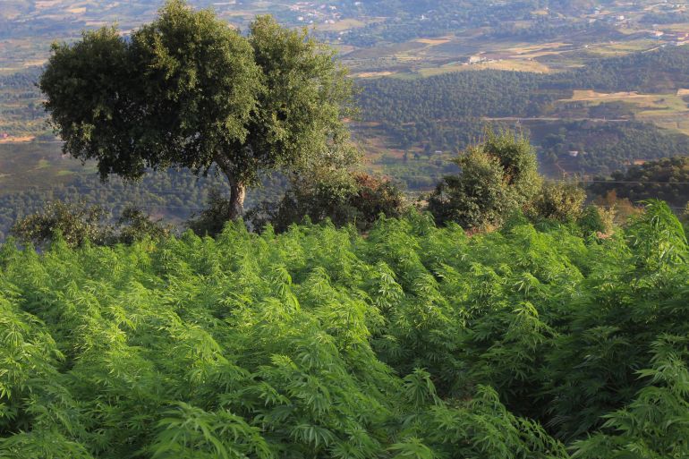 A cannabis farm