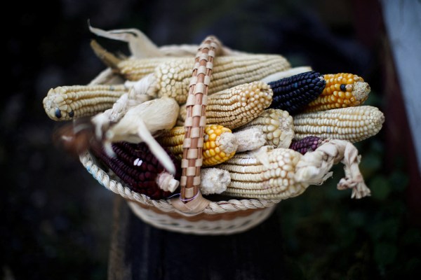 САЩ ескалират търговския спор с Мексико относно генетично модифицираната царевица