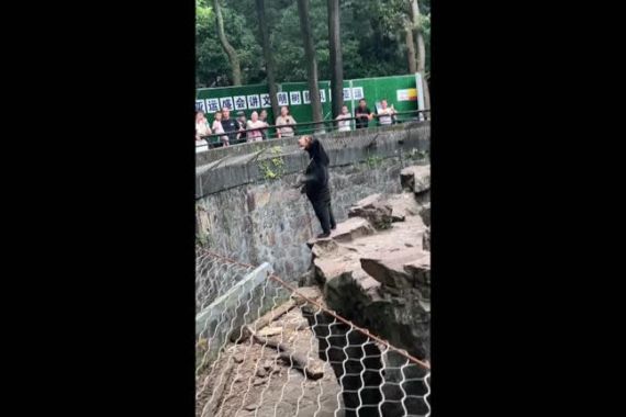 Bear in zoo enclosure