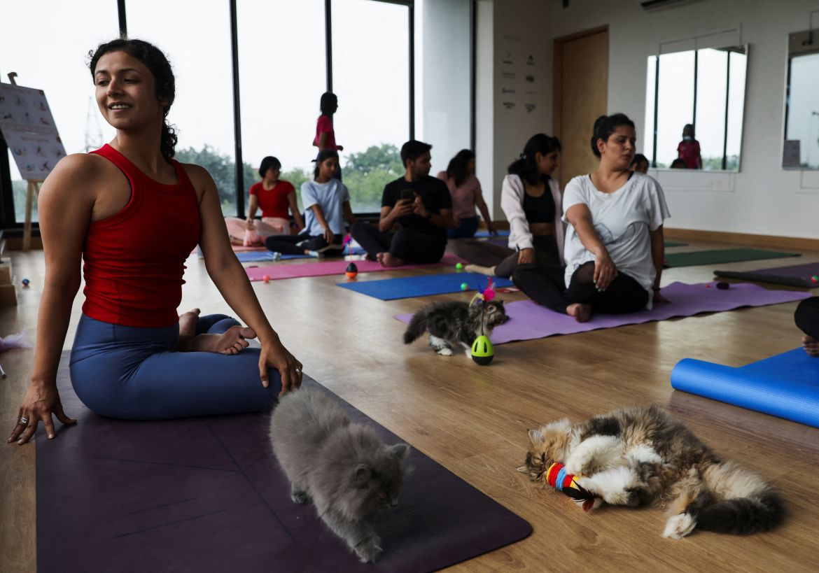 kitten yoga session