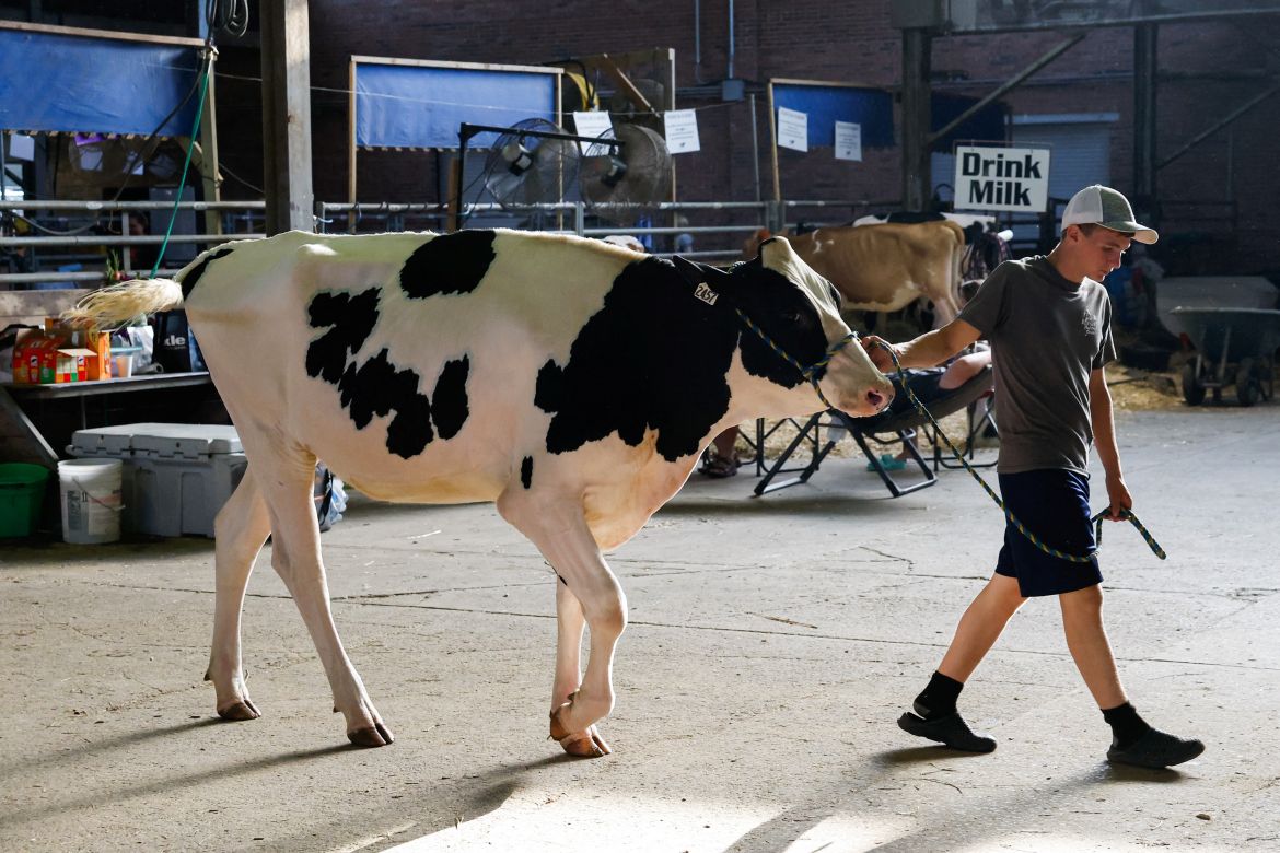 A young man walks his cow past dairy farmers in the cattle barn of the Iowa State Fair in Des Moines, Iowa, U.S. August 10, 2023.