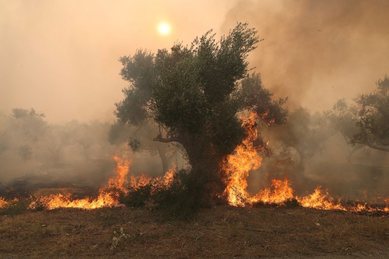Flames burn a tree as a wildfire rages in Alexandroupolis, on the region of Evros, Greece