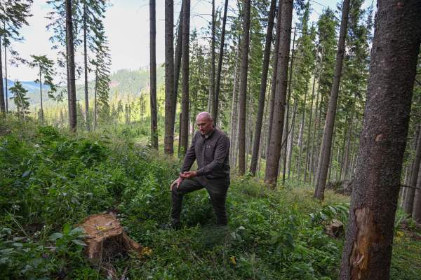 Снимки: Борбата за спасяване на „свещените“ карпатски гори от дървосекачите
