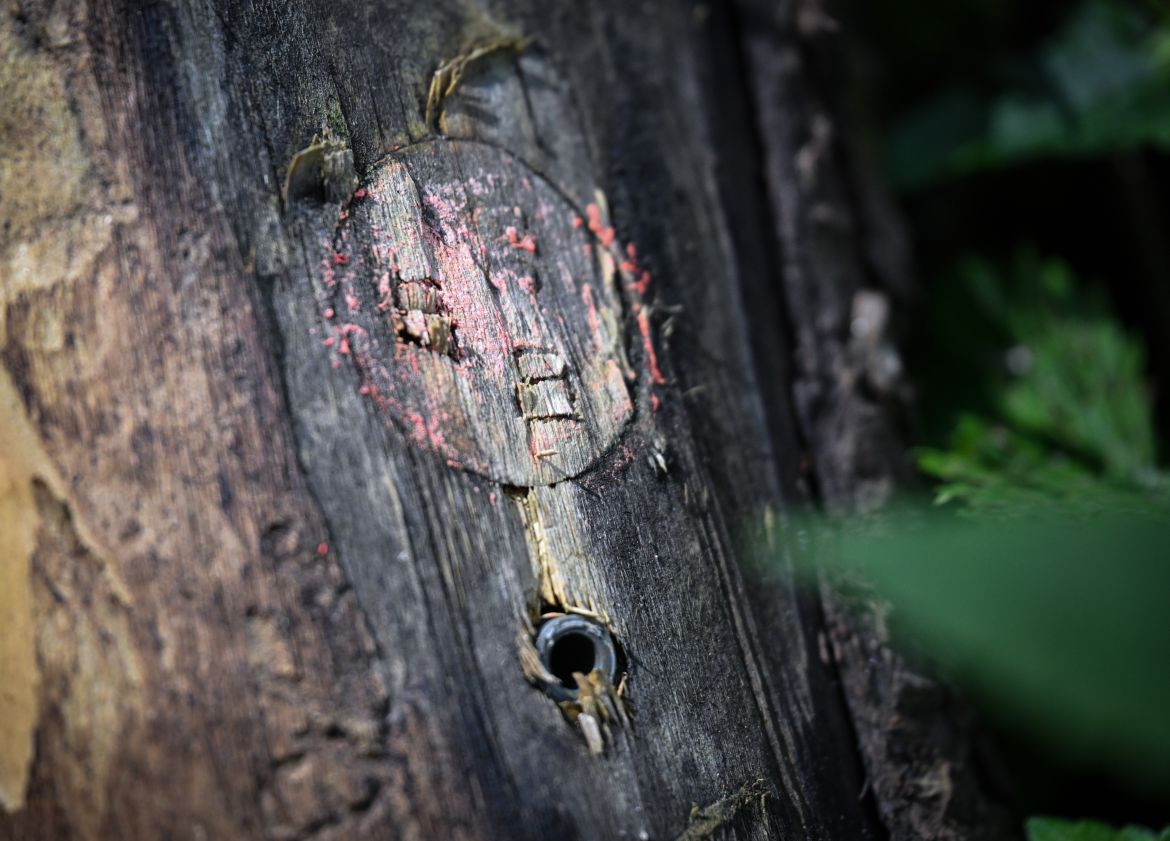 A tree stump (top) and a digital marker pin (bottom) are seen on a tree snag in a forest in the Tarhaus Valley.