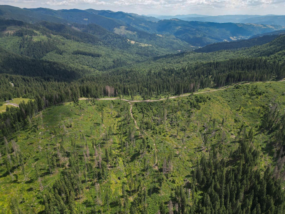 This aerial view taken on July 9, 2023 shows a former logging area in the Tarhaus Valley
