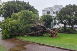 A tree sits on its side after being uprooted by high winds brought by Typhoon Khanun