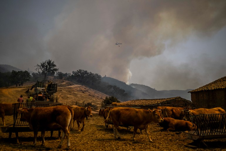 Más de 1.000 personas evacuadas en el sur de Portugal en medio de incendios forestales |  Noticias de la crisis climática