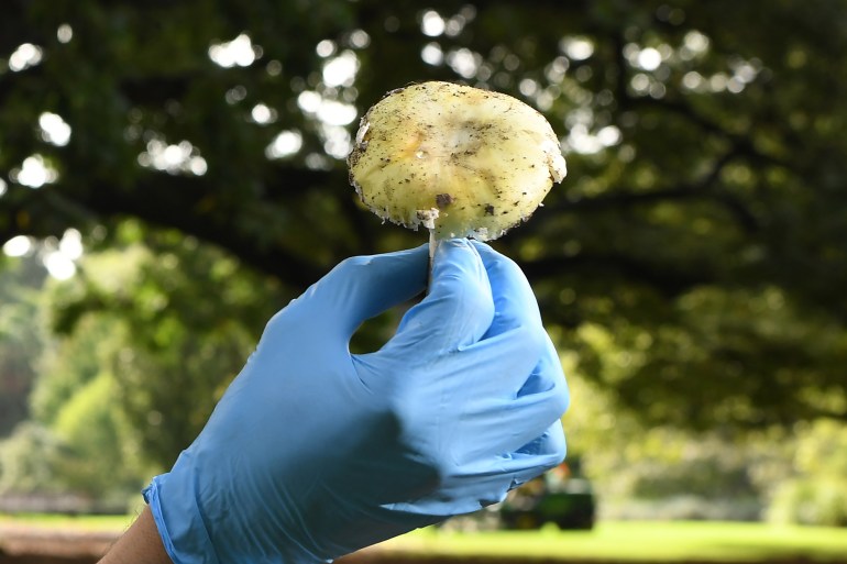Tom May, a principal research scientist mycology at the Royal Botanic Gardens in Melbourne inspects a Death Cap mushroom as the Victorian Government issues a health alert on March 31, 2021 for poisonous mushrooms after favourable weather conditions have seen an outbreak of the mushroom which is extremely toxic and responsible for 90 percent of all mushroom poisoning deaths. / AFP / William WEST