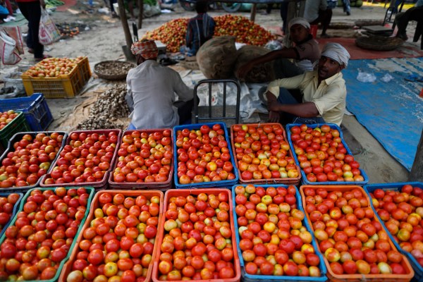 Притиснати между суша и проливни дъждове, цените на доматите в Индия се сриват и покачват
