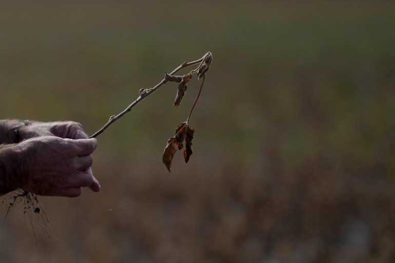 Agronomist engineer Guillermo Lionel Cuitino holds a plant of soybean ruined by the drought in Pergamino, Argentina, Monday, March 20, 2023. (AP Photo/Natacha Pisarenko)