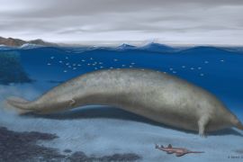In this 2023 artist illustration by Alberto Gennari, Perucetus colossus is reconstructed in its coastal habitat, with an estimated body length: ~20 meters.