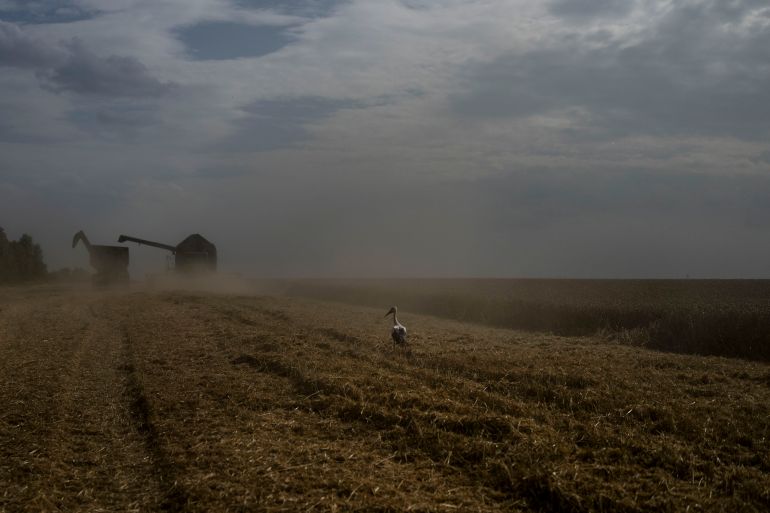 A bird stands on a wheat field as a combine harvests the crops in Cherkasy region, Ukraine