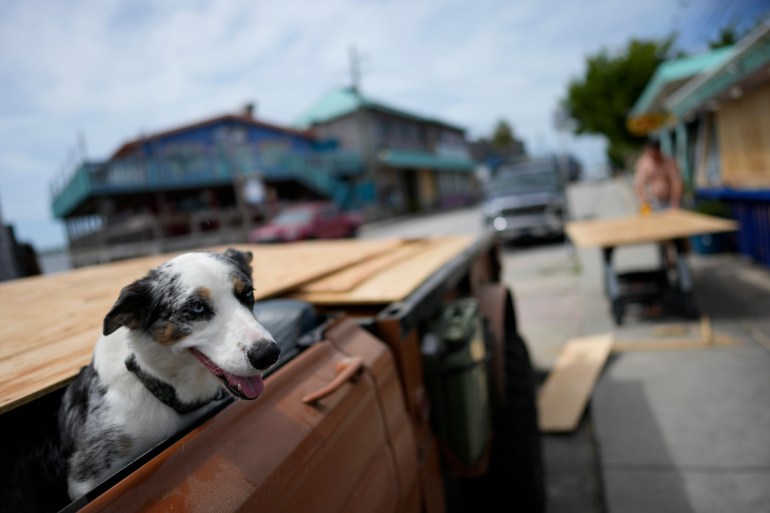 A dog sits in the bed of a pickup truck hauling plywood to board up houses.